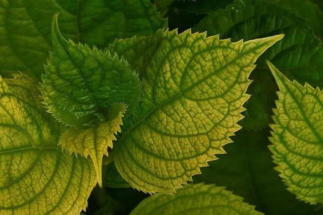 yellow leaves on hydrangea  Hydrangea Troubleshooting Guide