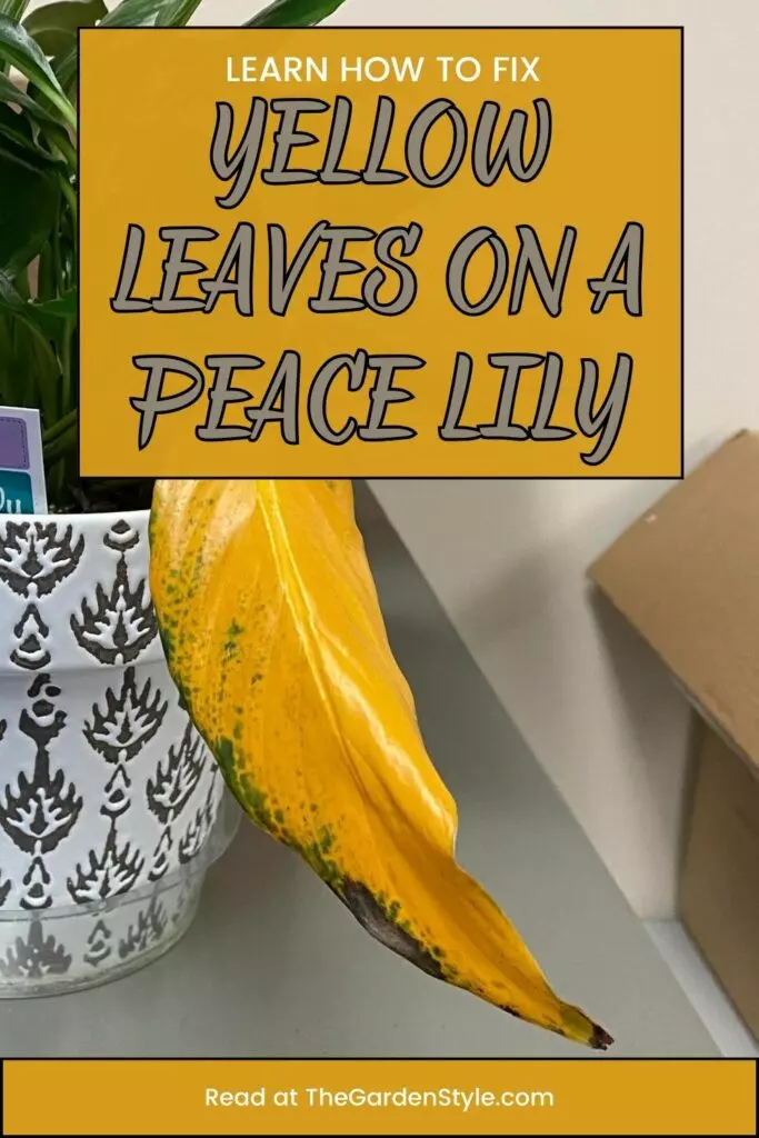 yellow leaves on peace lilies how to fix