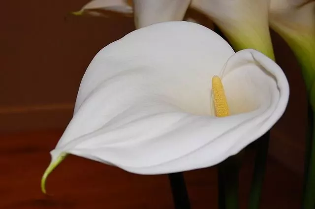yellow leaves on peace lily how to fix