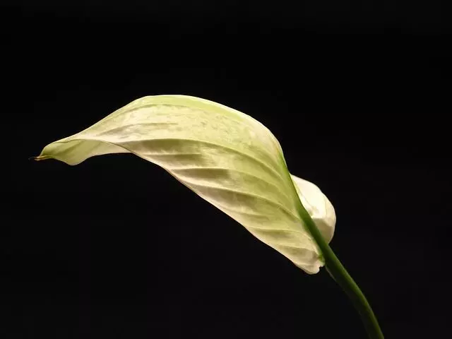 yellow leaves on peace lily