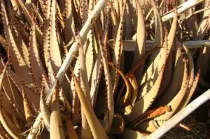 aloe plant turning brown all you need to know