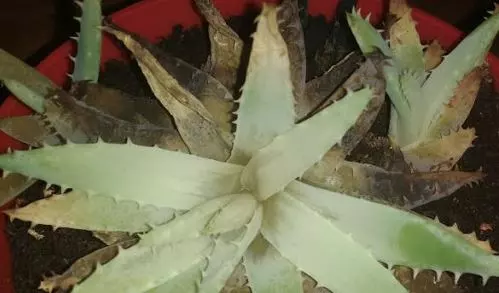 aloe plant turning brown excess water