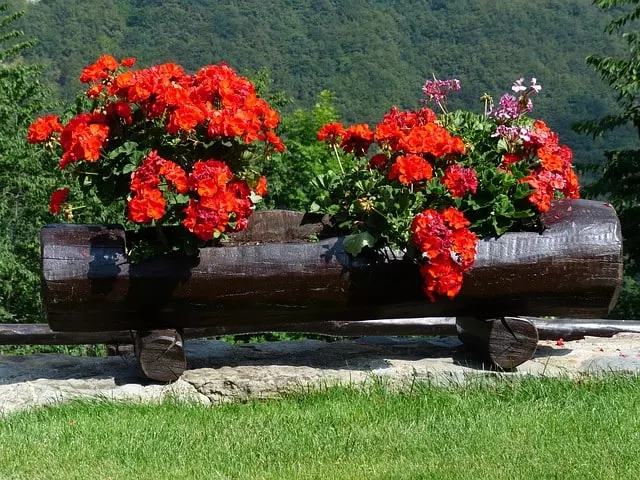 best fertilizer for geraniums gardening tips
