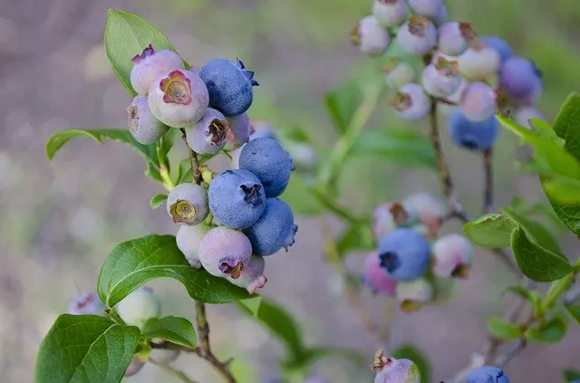 blueberries from cuttings seedlings