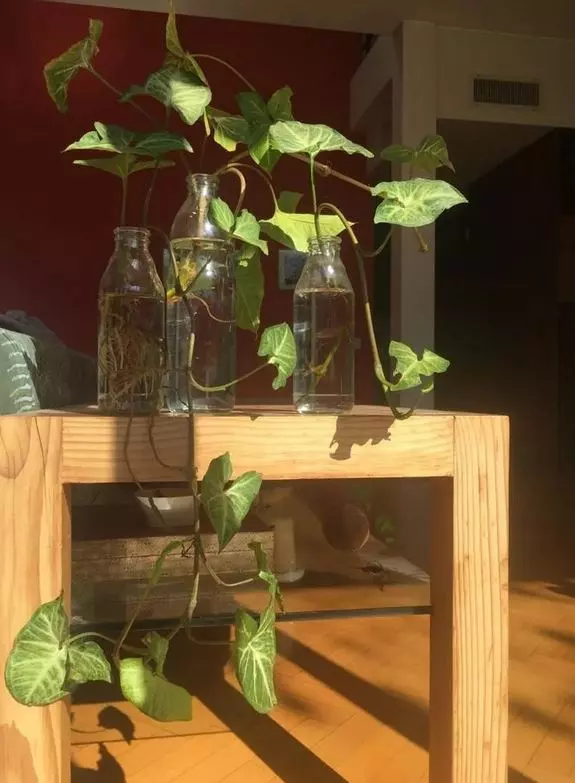 can pothos plant grow in water