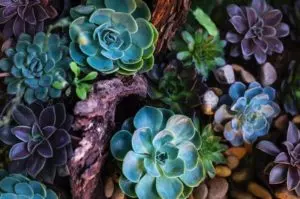 fertilizer for succulents all you need to know