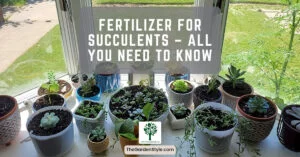 fertilizer for succulents all you need to know guide