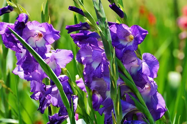 gladioli flower colors plant