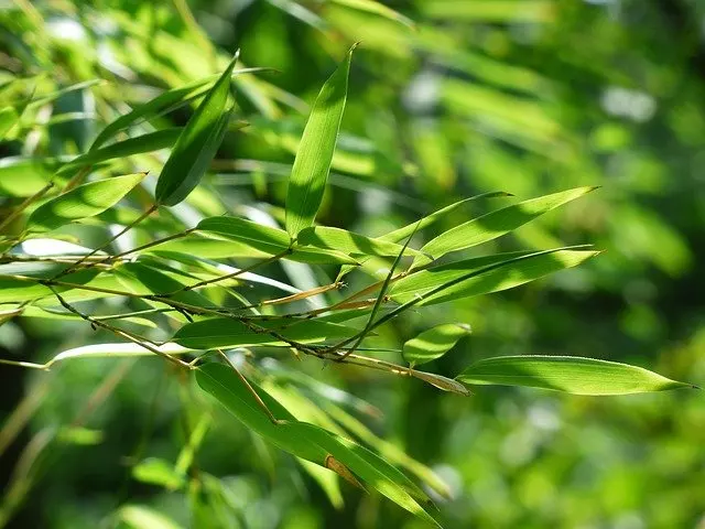 green leaves turning yellow bamboo