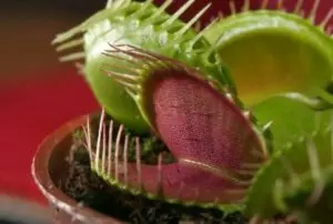 how does a venus flytrap work