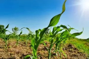 how long do corn take to grow information