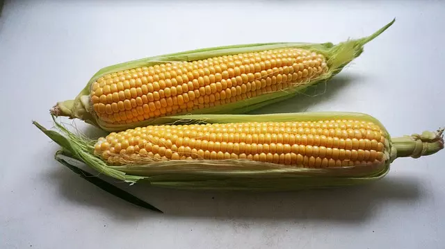 how long do corn take to grow 