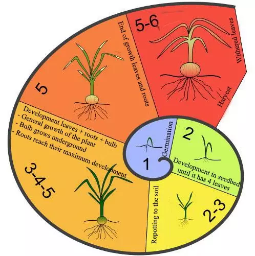 how long do red onions take to grow