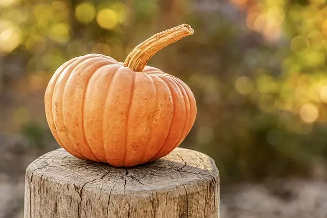how long does it take for pumpkins to grow guide