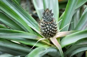 how long for a pineapple to grow