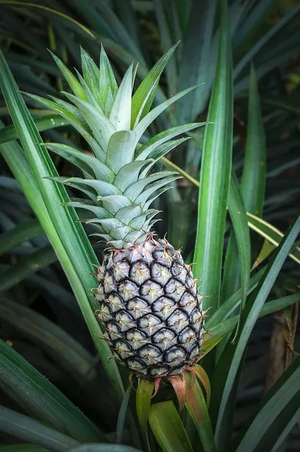 how long for a pineapple to grow plant