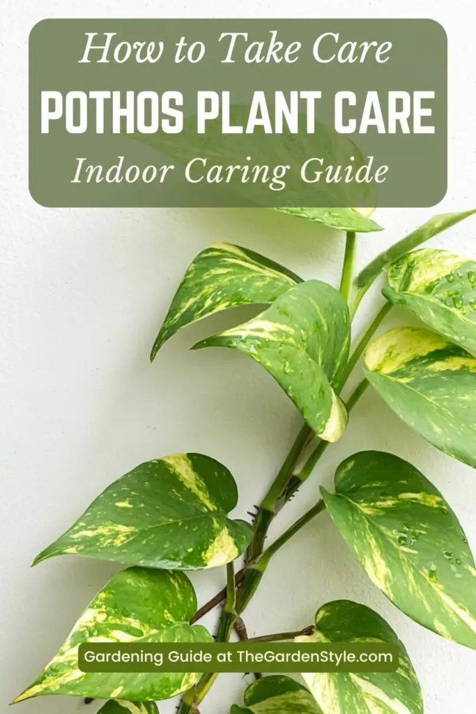 how to care for a pothos plant
