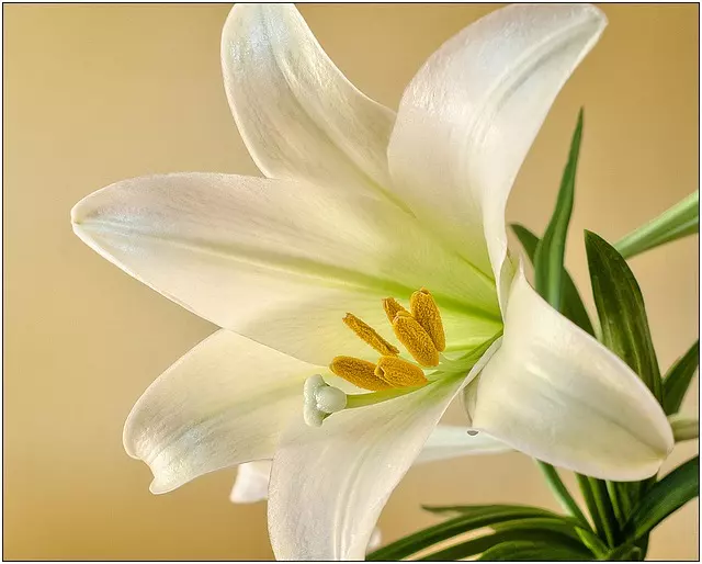 how to care for easter lily all you need to know