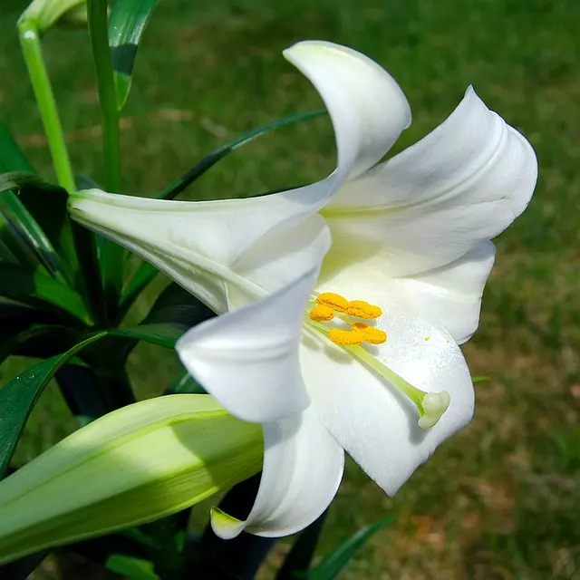 how to care for easter lily lighting