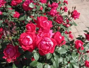 how to care knockout roses all you need to know
