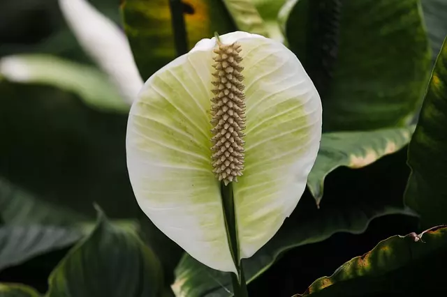 how to get peace lily to bloom beautiful flowers