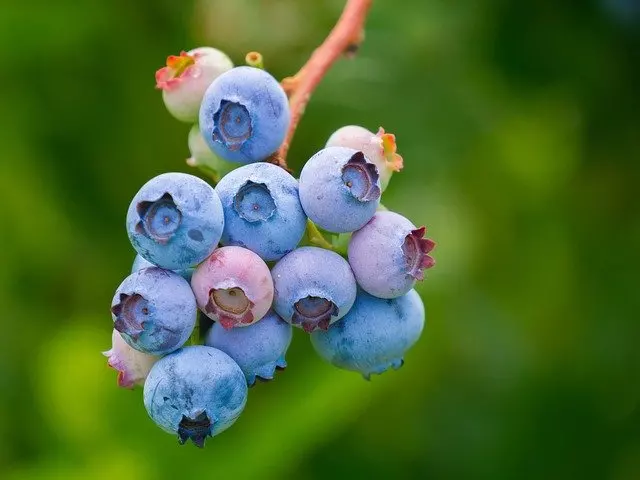 how to grow blueberries step by step full guide