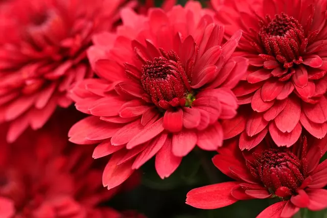 how to grow flowers on balcony chrysanthemums