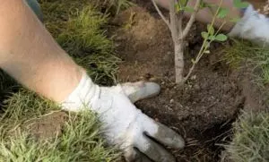 how to plant a tree guide easy steps