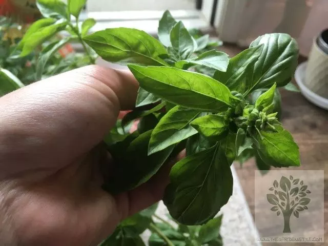 how to plant basil in pot all you need to know