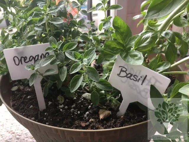 how to plant basil in pot