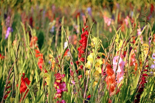 how to plant gladiolus bulbs ultimate guide