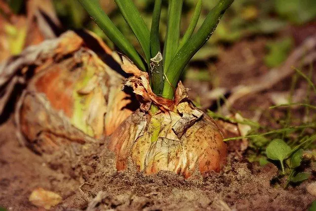 how to plant onions ultimate guide