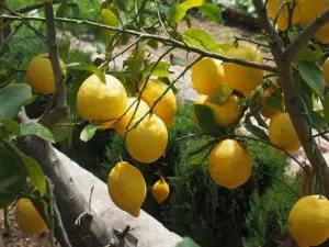 how to prune meyer lemon tree ultimate guide