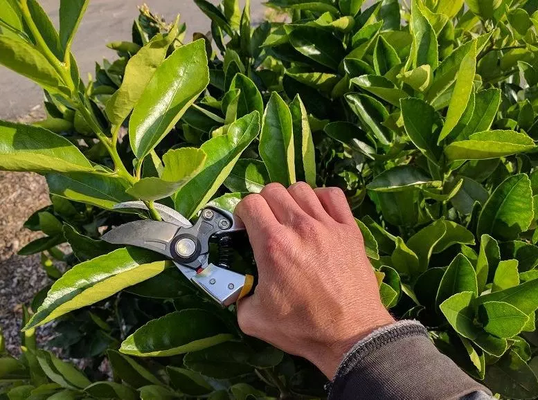 how to prune meyer lemon tree