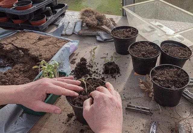 how to transplanting plants complete guide