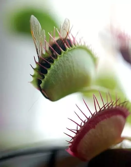 how venus flytrap captures insects