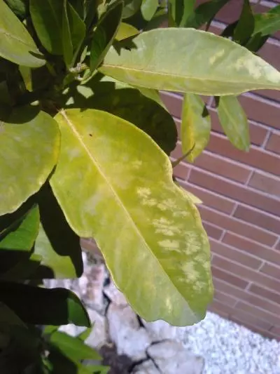 Orange Tree Yellow Leaves Due to Iron Chlorosis or Iron Deficiency.