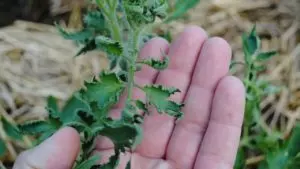 leaves curl up on tomato plant 5 reasons