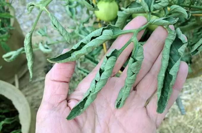 leaves curl up on tomato plant herbicide