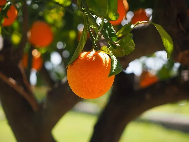 orange plant tree