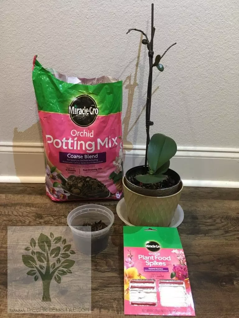 orchid plant food spike