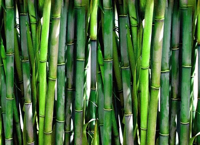 How to Remove Yellow Leaves from Bamboo