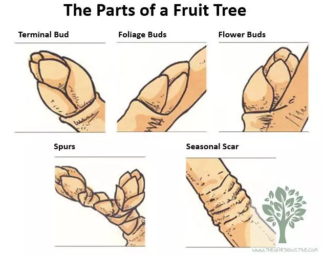 parts of a fruit tree