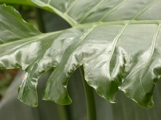 pests problems philodendron