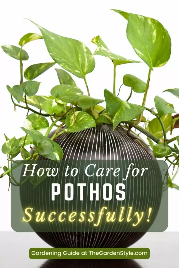 pothos plant care