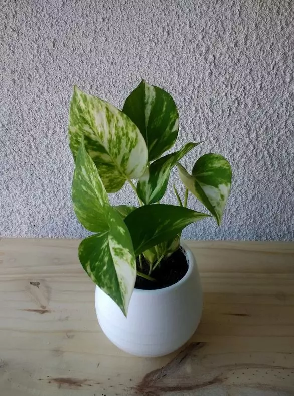 pothos plant care everything watering