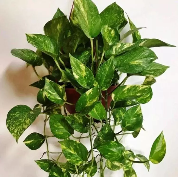 pothos plant care everything you need to know