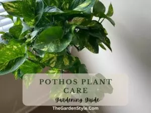 pothos plant care gardening guide