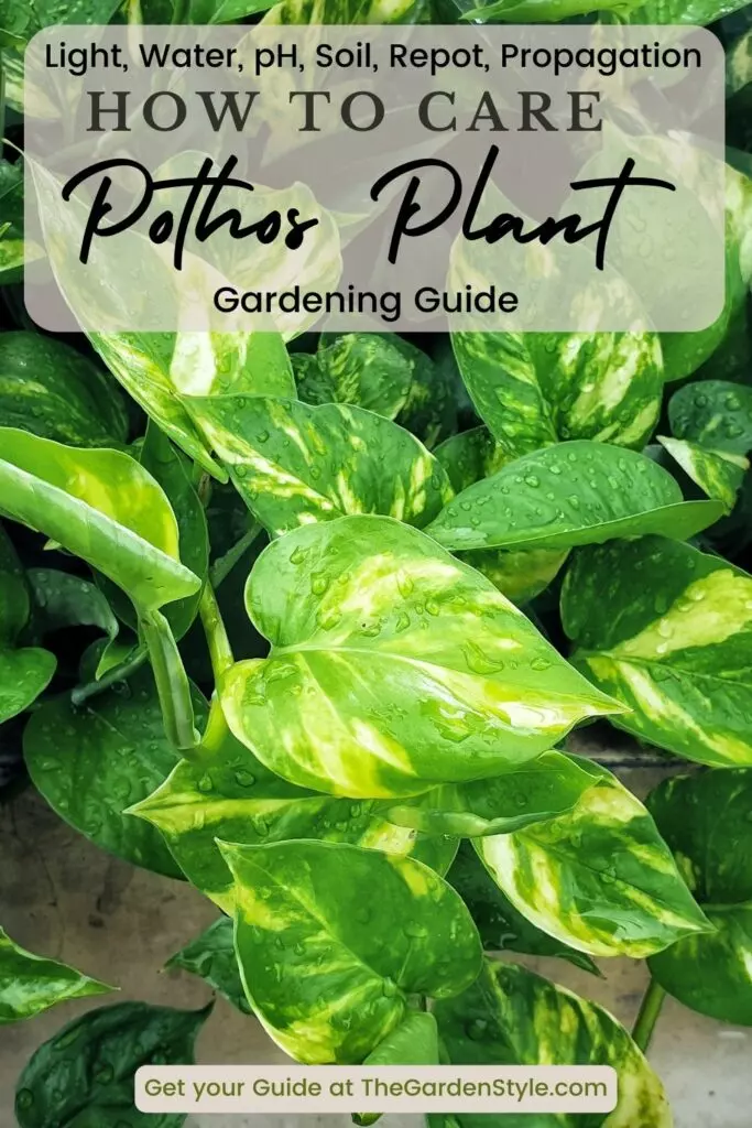 pothos plant care guide