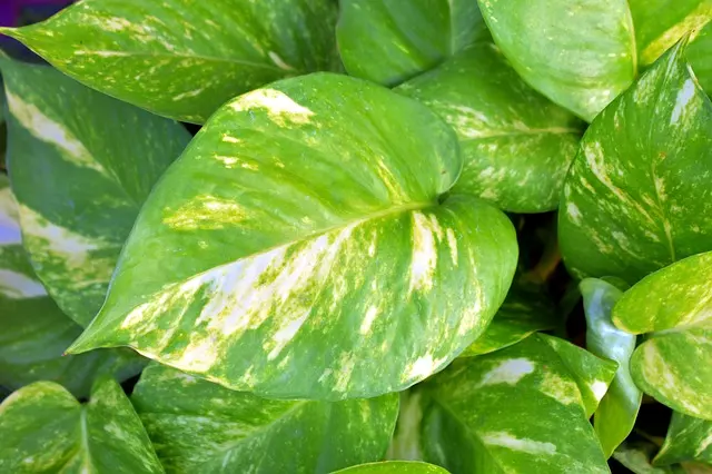 pothos plant care light and temperature